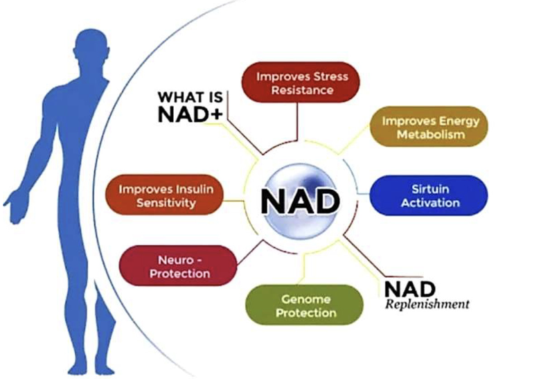 A diagram of the different parts of nad.