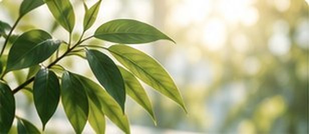 Green leaves in soft light